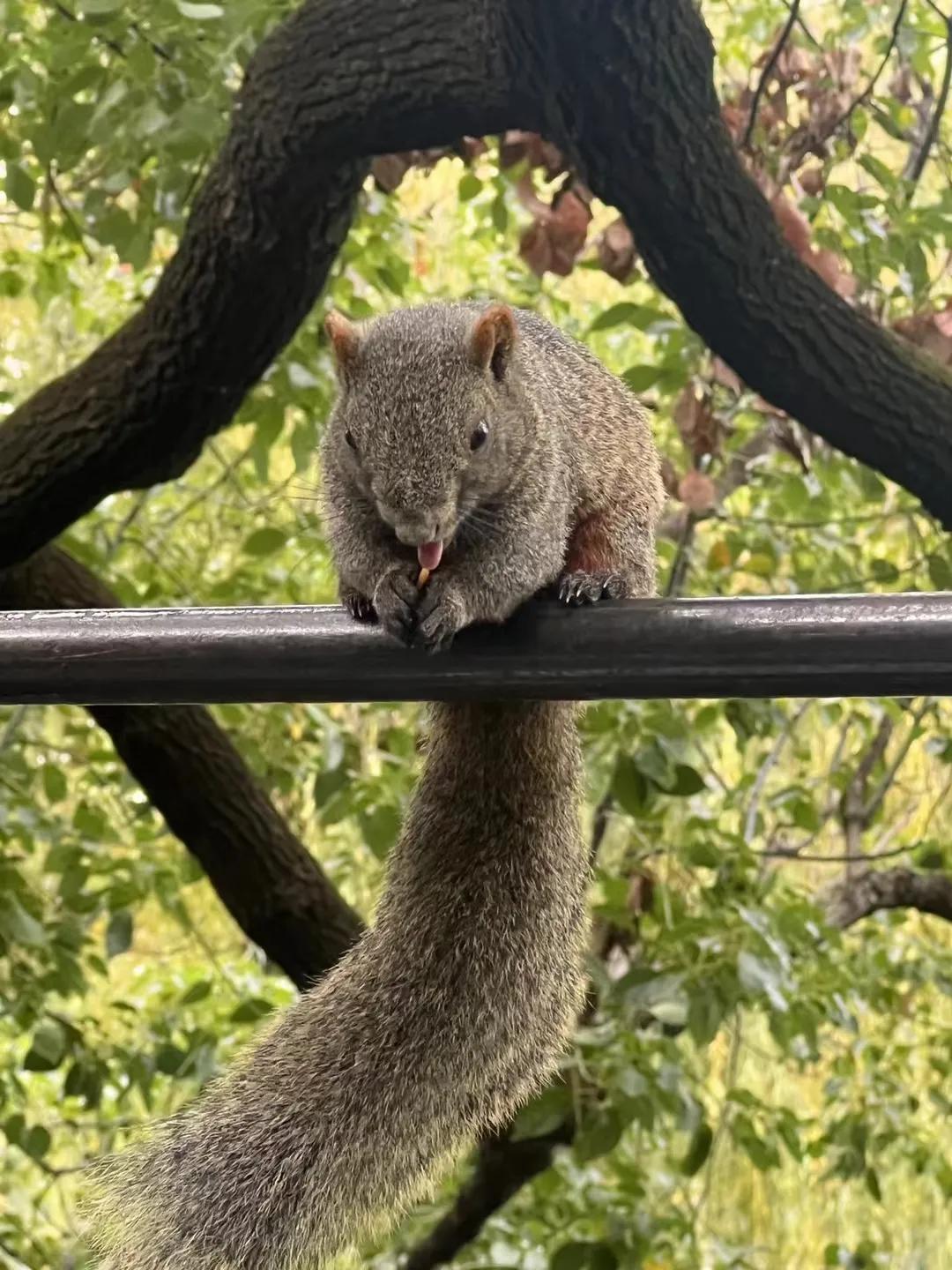 🐿