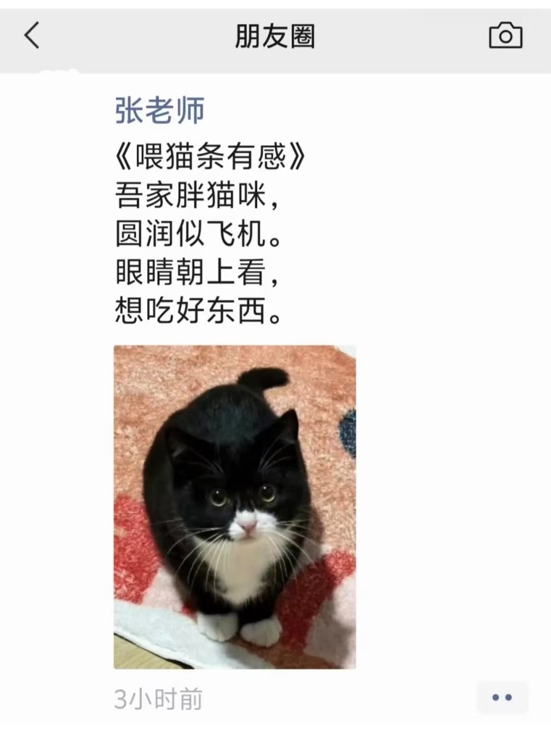 猫猫统治世界