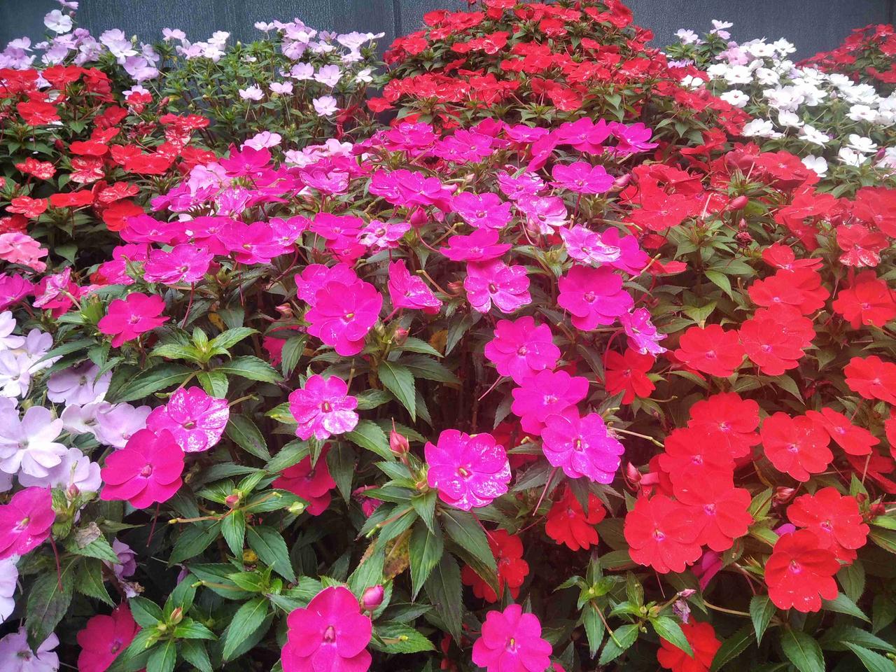 今天太倒霉了，太阳能的出水口处管子脱了，水非常烫，只能放掉水修，好不容易放完水，