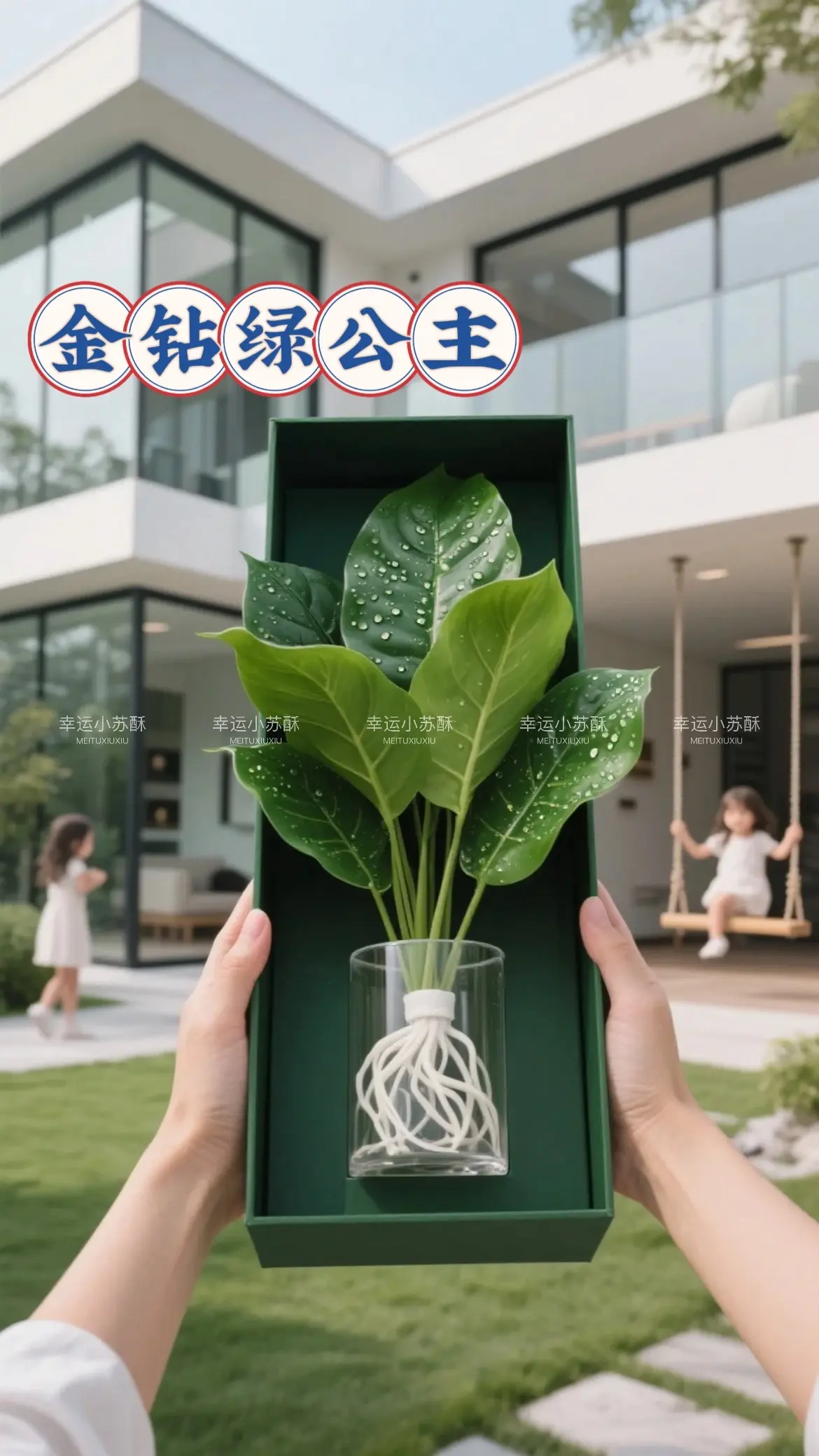 大叶金钻绿公主盆栽买一送一！
