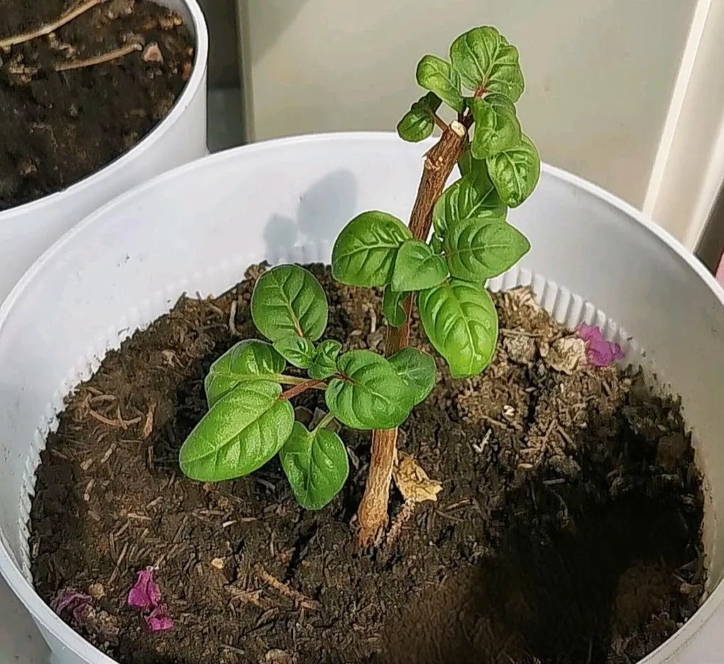 和鹿晗碰杯万事ok