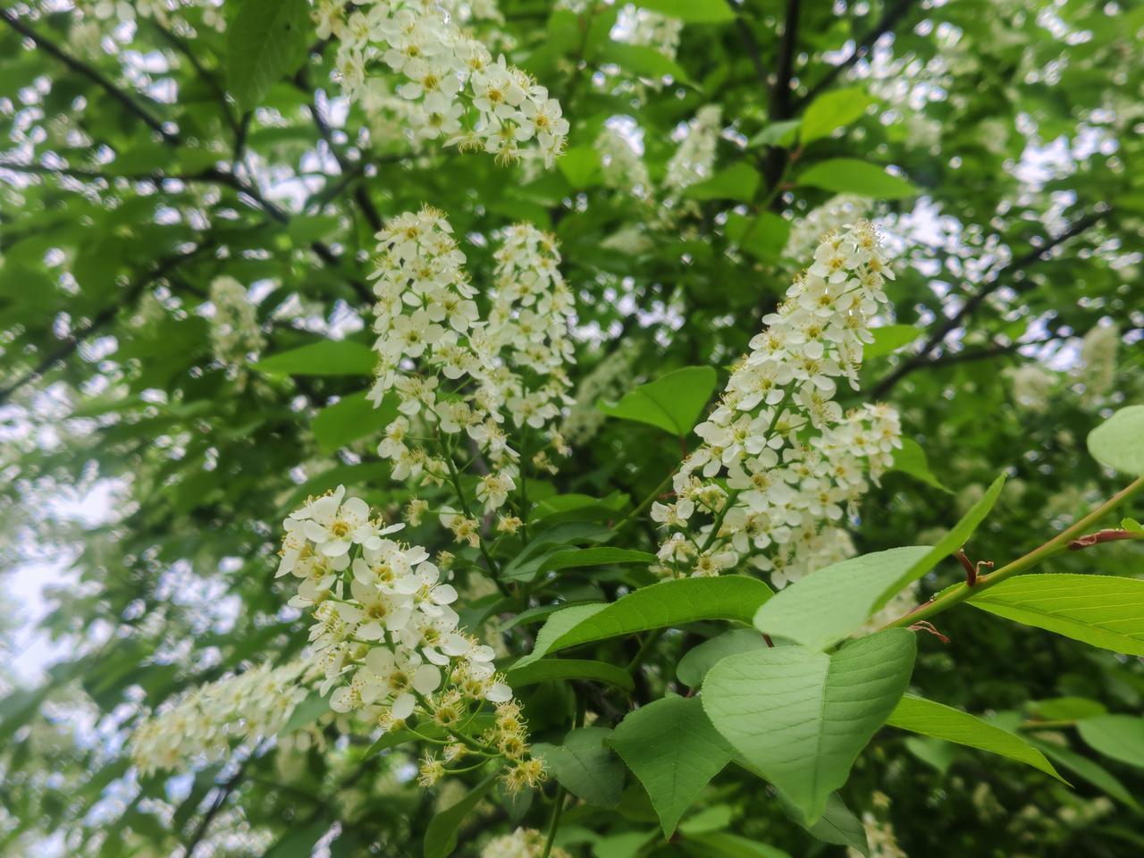 花开一季，香飘四野。
