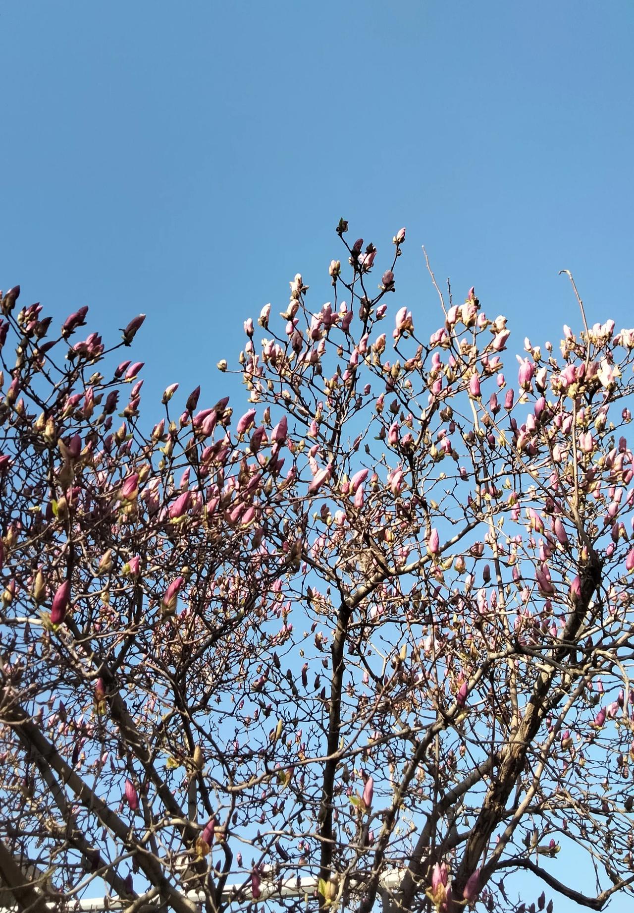 玉兰花绽放，芬芳袭人，令人陶醉。