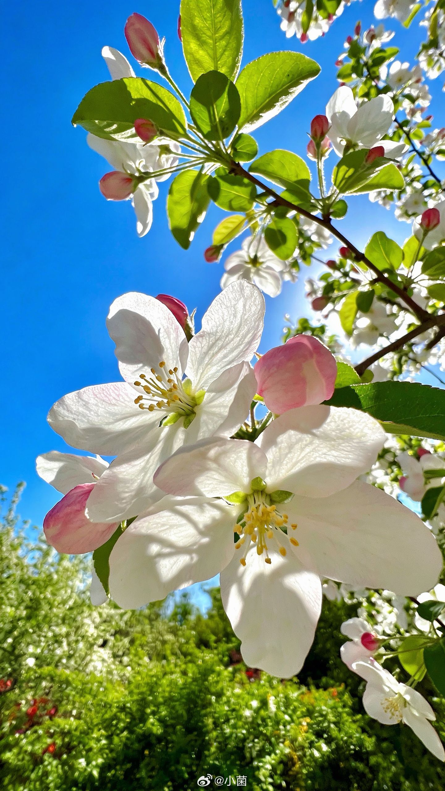 小菌 早朋友们用镜头捕捉春天的心跳 
