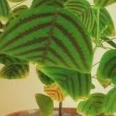 铺地蝙蝠草（小众观叶） ✅种植方法1. 土壤：疏松透气营养土，混入珍珠岩增强排水