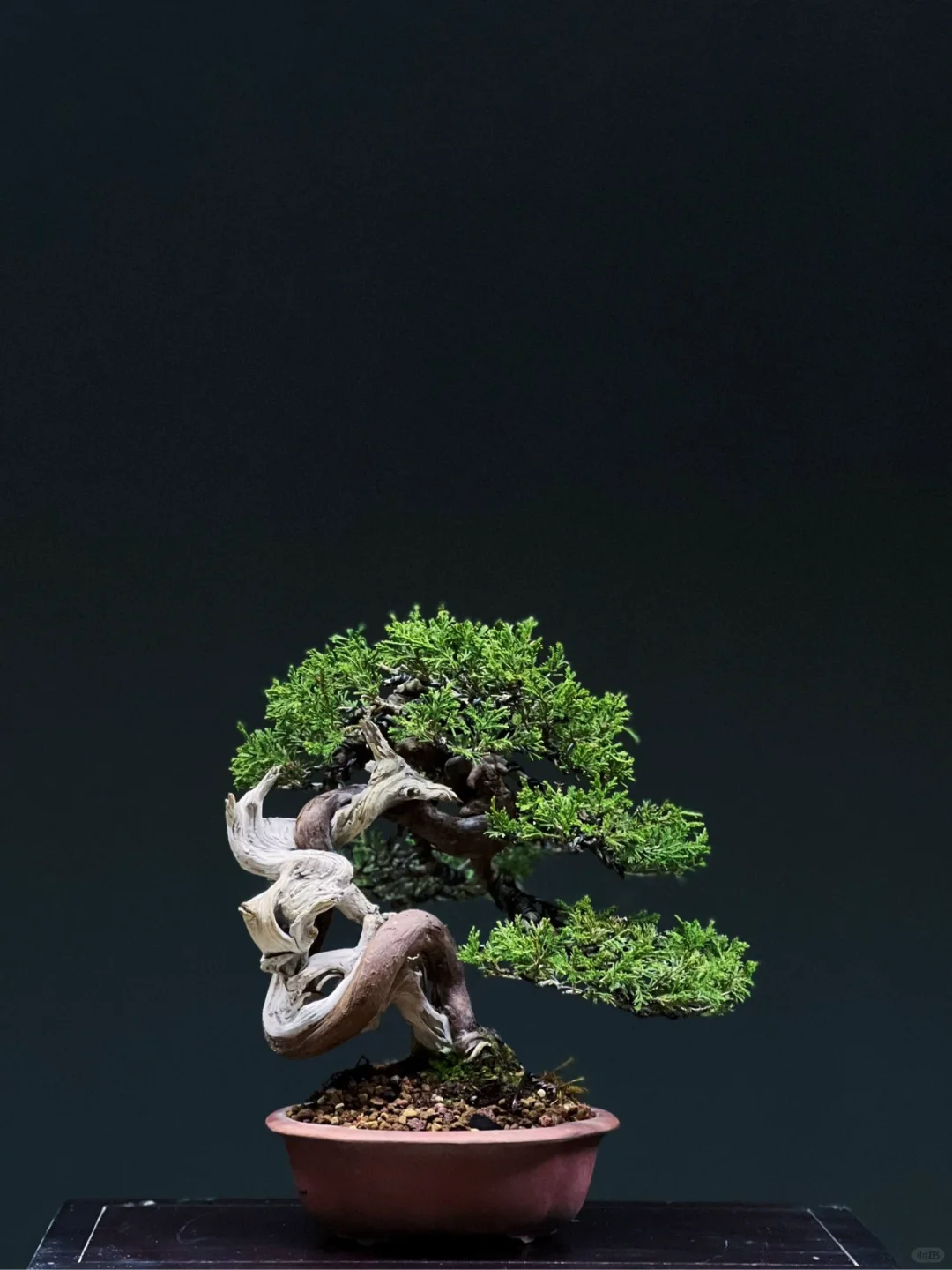 🌲日式真柏，文人茶室必备🍵