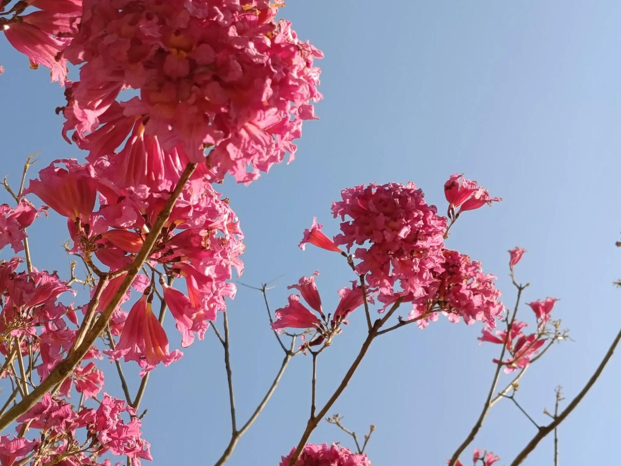 北方早已是冰天雪地，而我们这儿依旧温暖如春。
如今南北气候差异巨大，北方受寒潮影