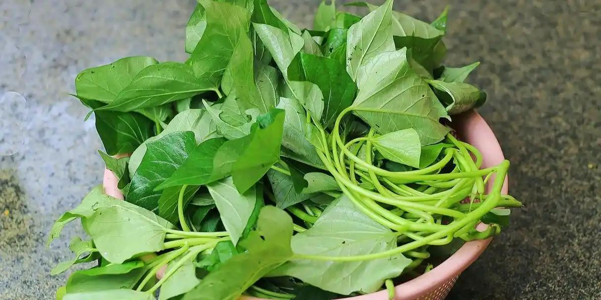 《“猪饲料”红薯叶，研究发现：或能抑制96%肺病变？是真的吗？一文科普》
“红薯