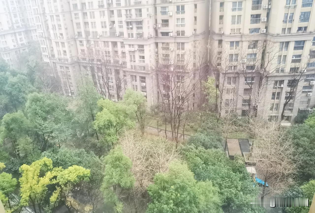 武汉这场春雨终于下下来了！扭扭捏捏了好几天，零星飘几滴，又被太阳霸占了天空，让天