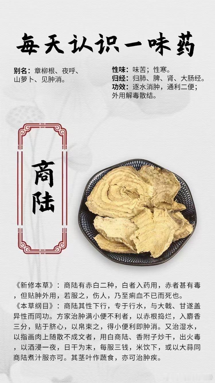 #健闻登顶计划# 【每天认识一味药】[鲜花]商陆[心]别名：章柳根、夜呼、山萝卜