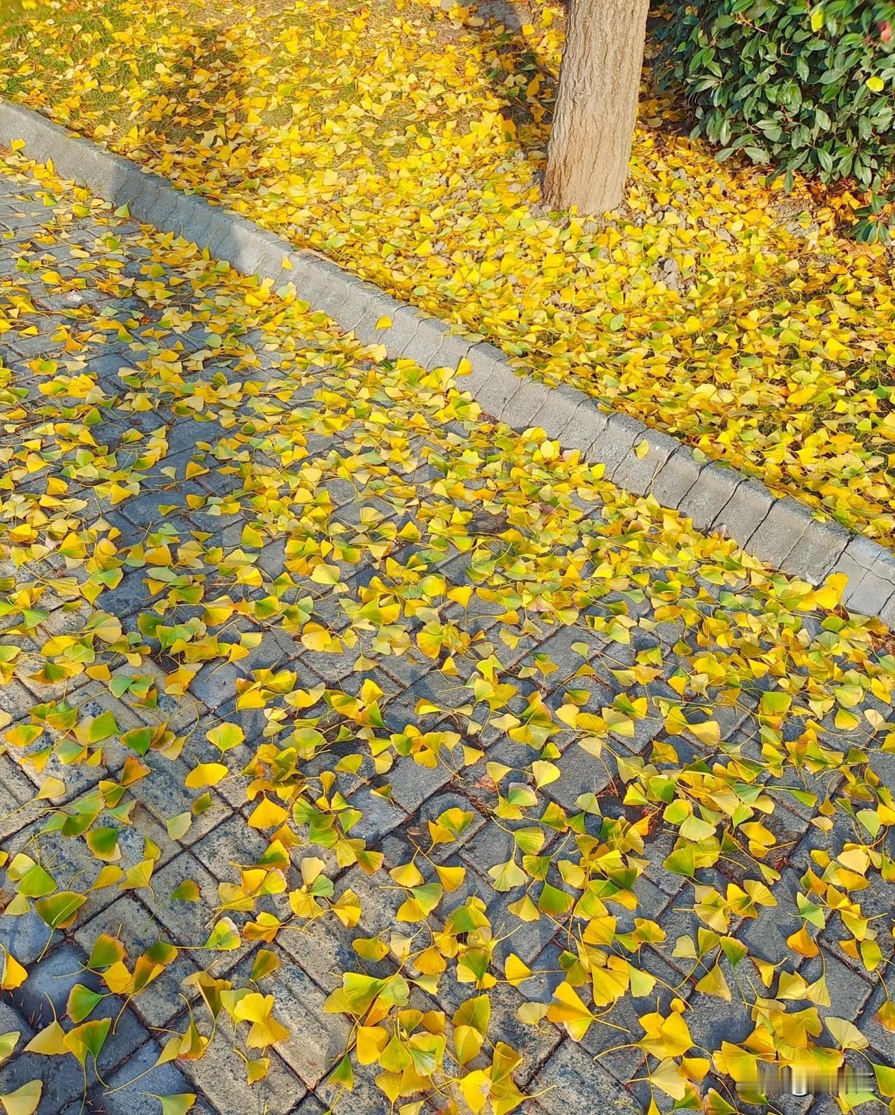 当你想放下的时候，
所有的落叶都是赞成票！
允许有人走在前面
允许自己慢一点
你