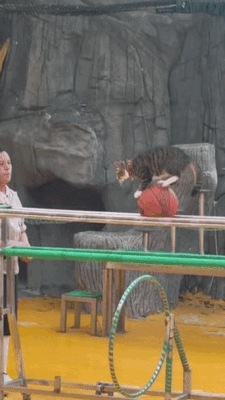 为了填饱肚子，猫咪被迫上班。

所以说只要是上班，没有人能快乐，猫咪也不例外。