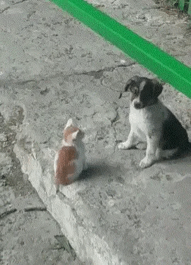 小狗觉得摸头是这个世界上最幸福的事了，所以它想将这份幸福传递给同样流浪的小猫。