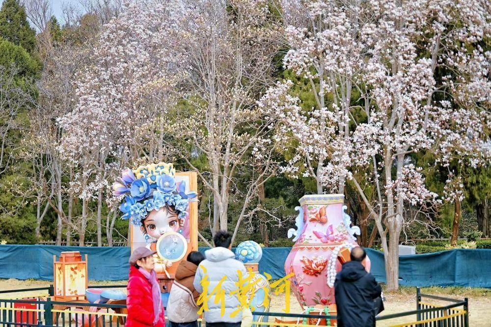 大明湖北岸玉兰绽放，与Q版“少女雨荷”相映成趣！2月25日，济南大明湖北岸多棵白