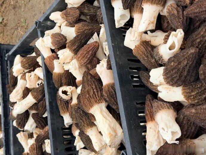 小小菌菇撑起临海乡村致富伞 鲜美的羊肚菌，带来满满的幸福感！临海菌芝轮作解锁农业