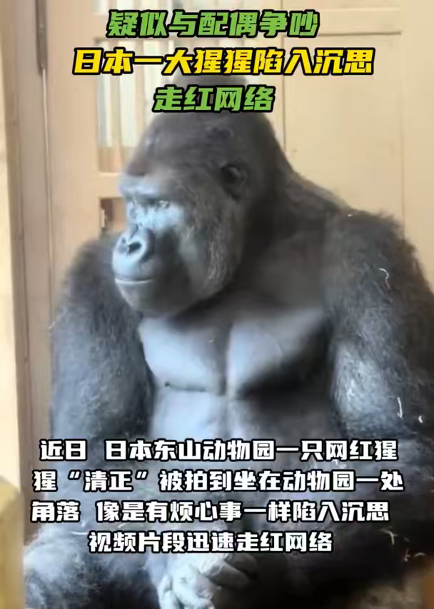 日本大猩猩与配偶争吵后沉思走红被伴侣赶出门静静发呆，眉头紧锁眼神放空，满是吵架后