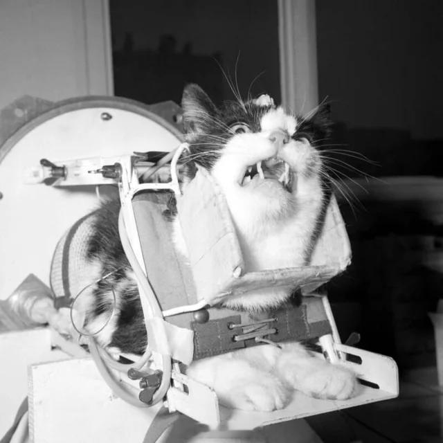 1963 年，一只名叫 Félicette 的五磅重燕尾服猫成为第一只也是唯一一