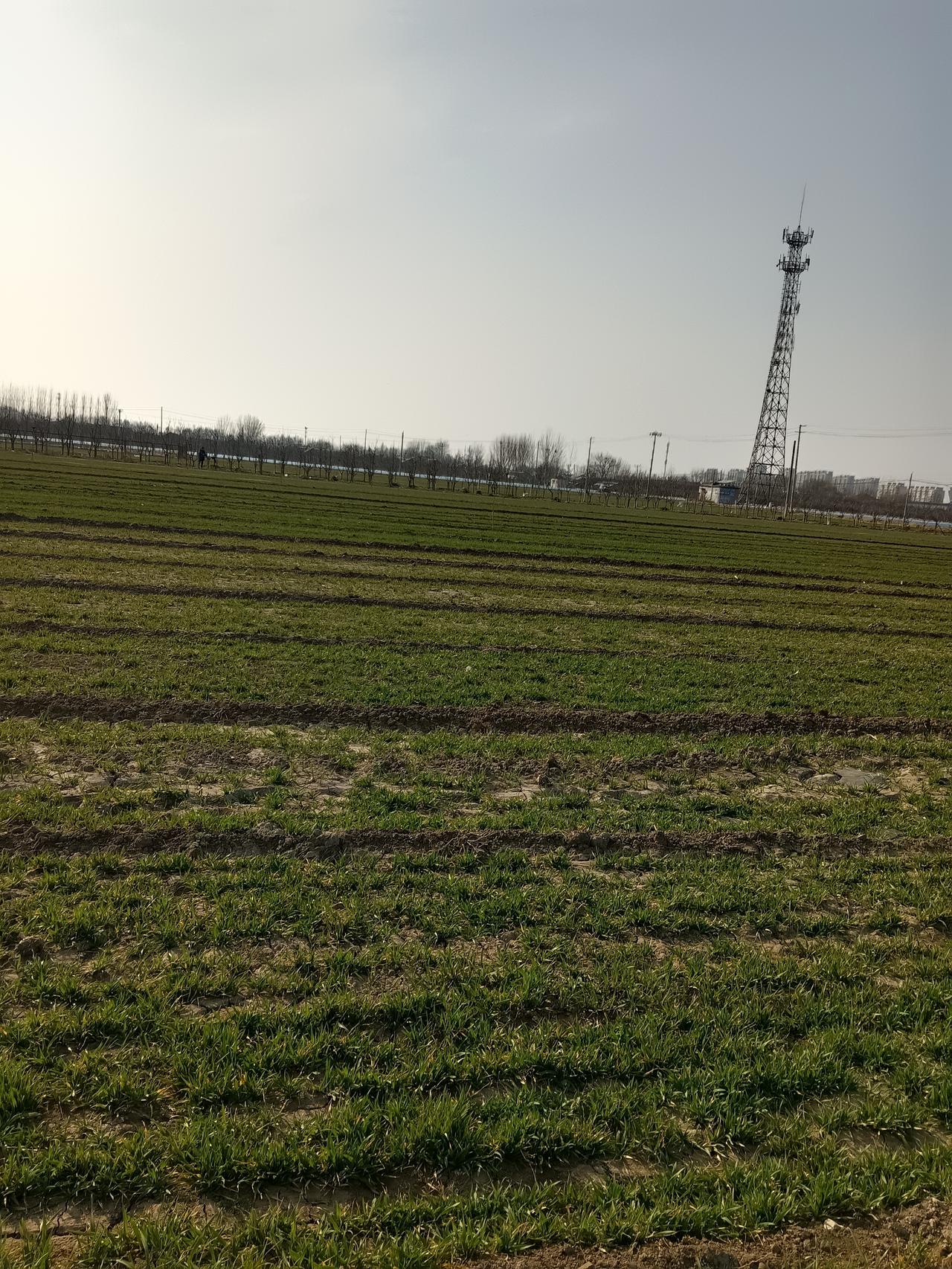 漫步在乡间的小路上，眼前是一片望不到边的绿意。那是刚刚返青的麦苗，像是大地精心铺