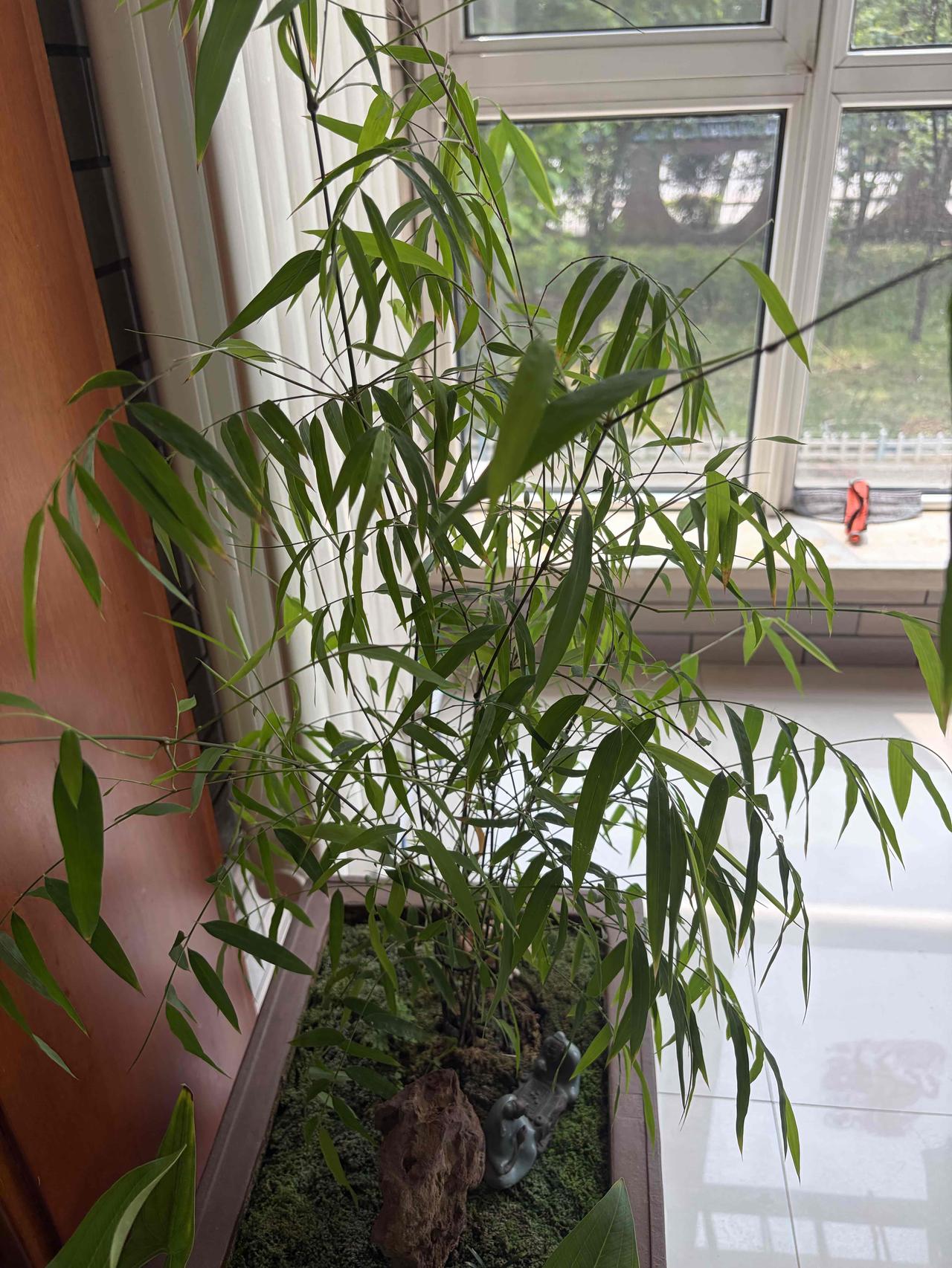买了一棵内门竹，越长越茂盛
叶子碧绿，修长，真不愧是竹子界的莱斯劳斯啊，虽然有点