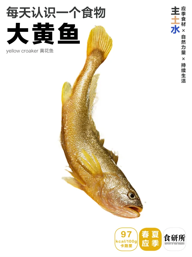 🍲端午黄鱼 | 赛黄金🍲