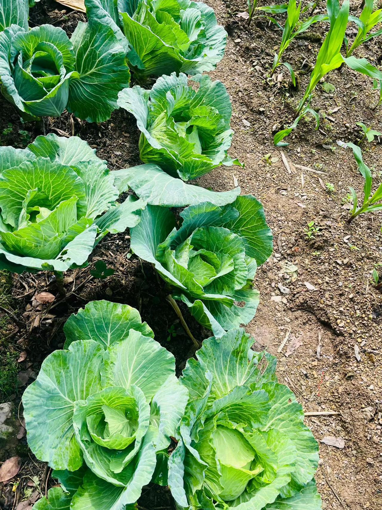 【烟火里的牵挂，两代人的深情】周末回趟家，满眼都是父母停不下的忙碌。老爸种的包心