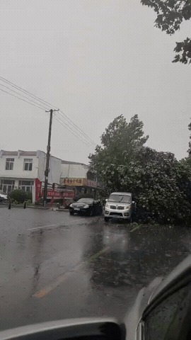 暴雨突袭邹平明集，大树倒伏堵路！
 
今日下午，邹平明集镇狂风骤雨来袭，镇区街边