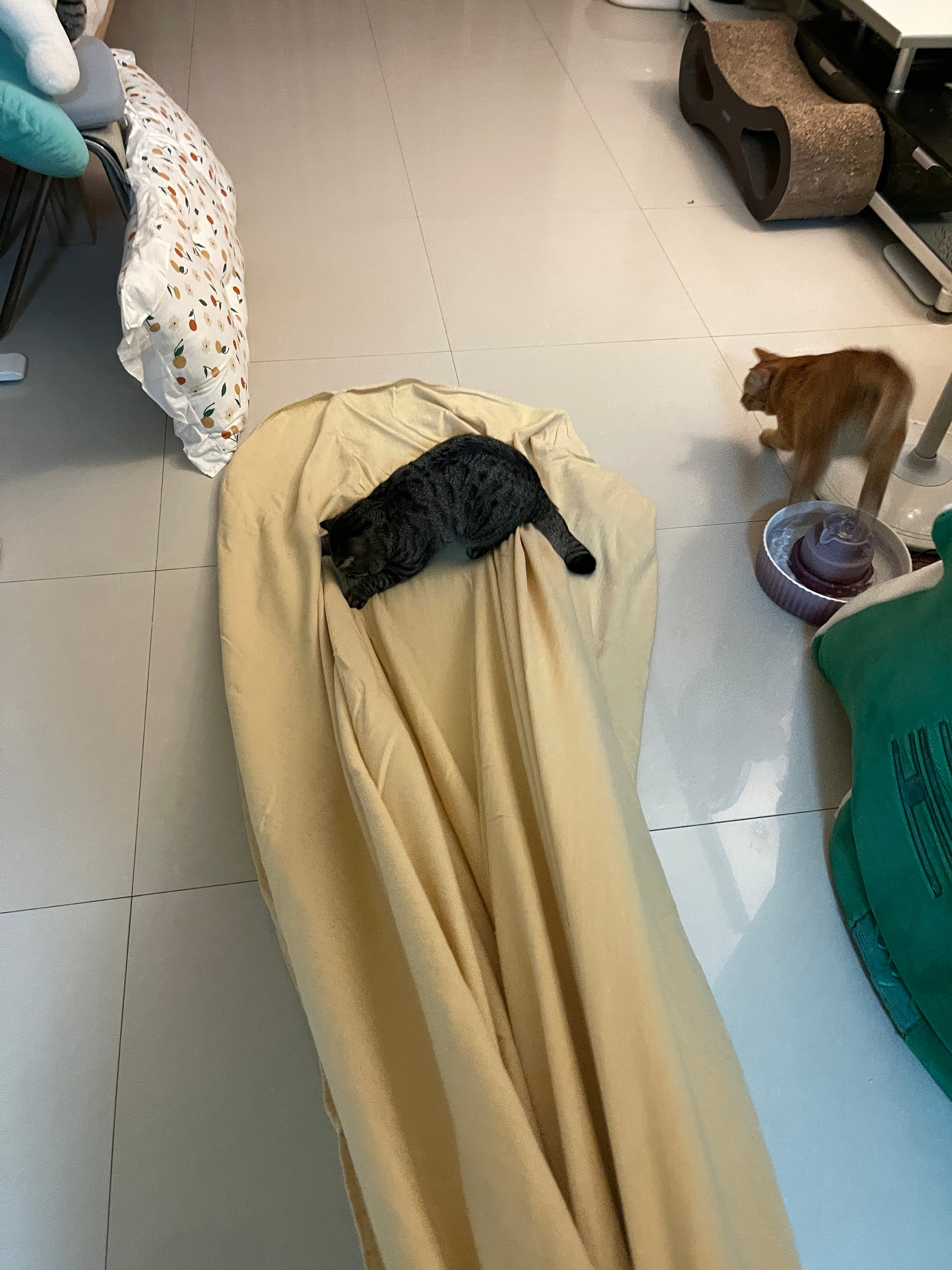 妈妈和肉肉的新游戏 