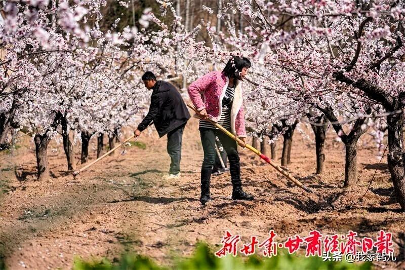 索池镇寨子村的大樱桃园已进入春管的关键时期，群众忙碌的身影在樱桃树间穿梭，拉枝、