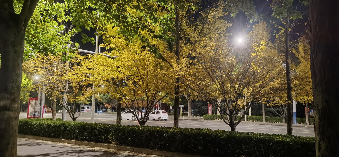 微风中，路灯下的秋色，别有一番风韵在枝头