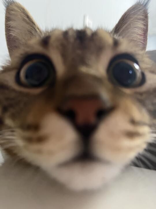 人 不要蕉绿！