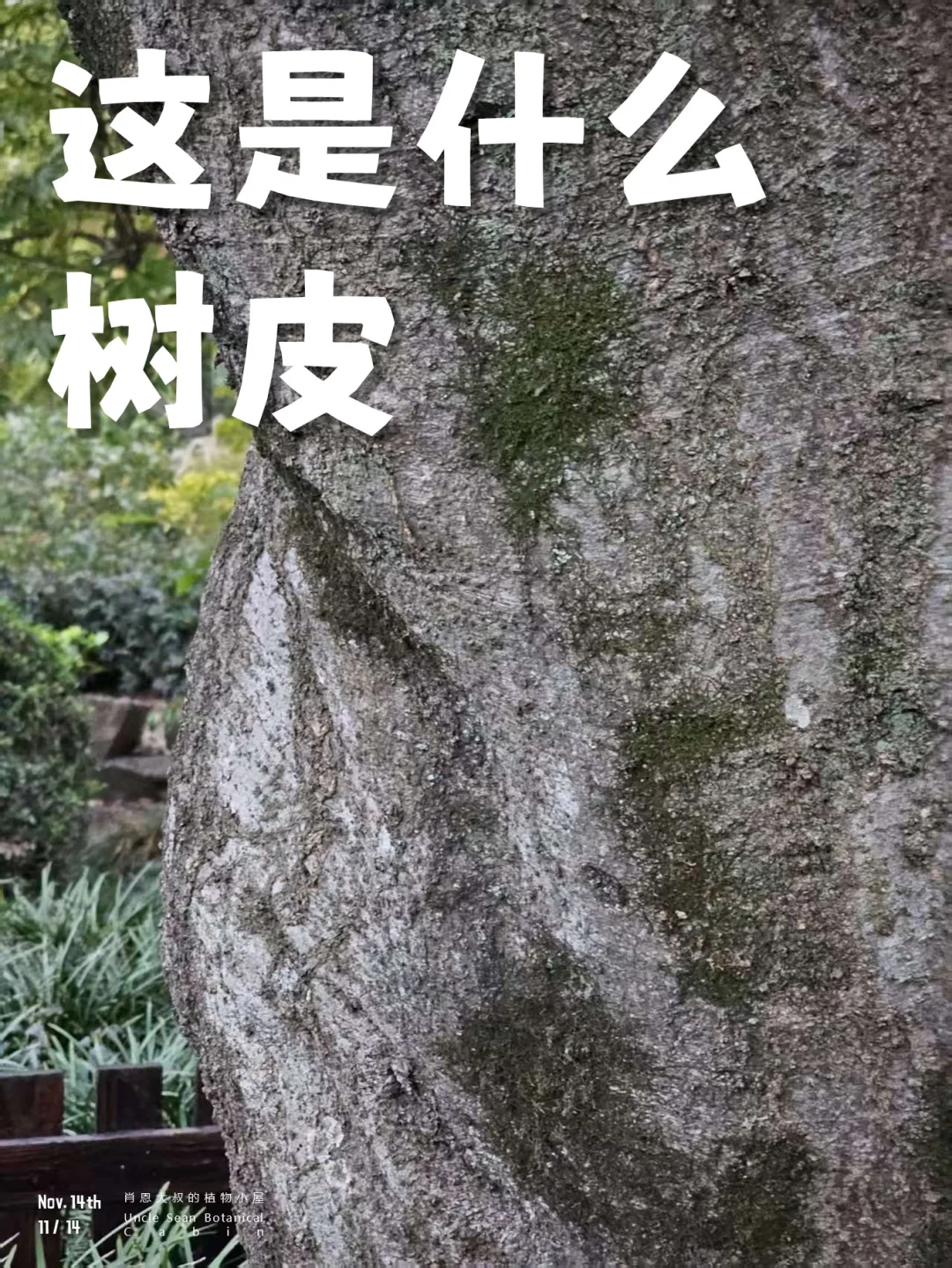 这是什么树皮，遇见你喜欢的大树（四）