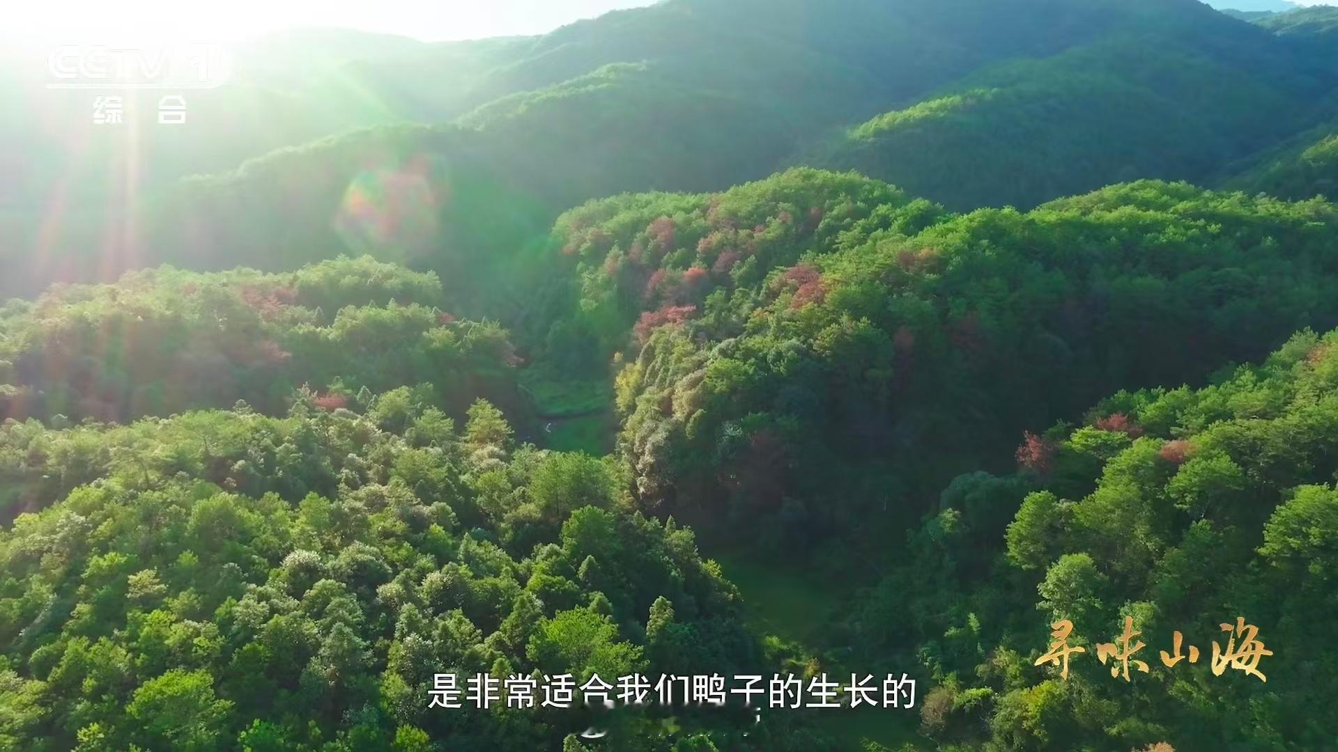 福建有种鸭越老越贵 岁月增价，老鸭称王。通过触摸鸭身三部位，轻松判断年龄。营养随