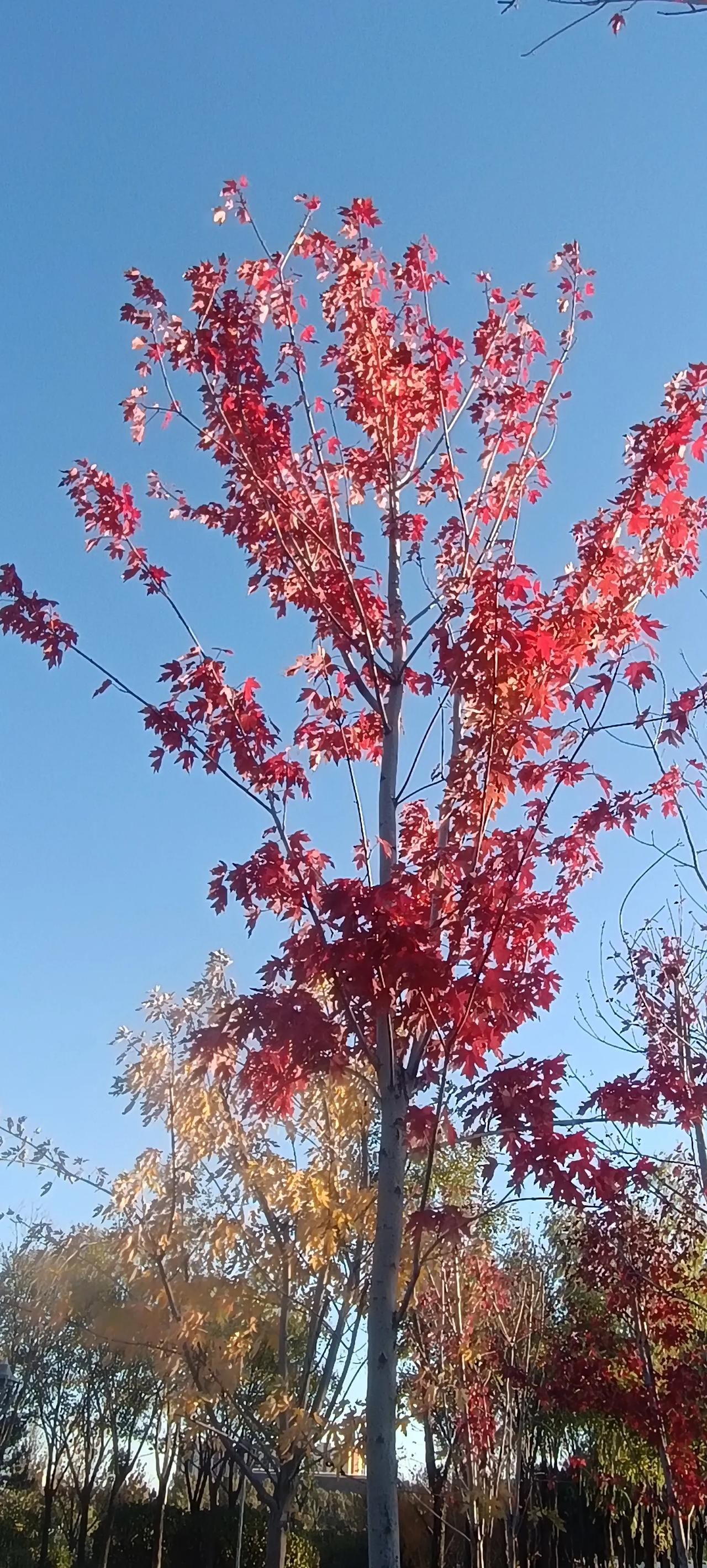 经历诸多不易，你会苦尽甘来的。如此用心对待家人，定会有好报，往后好日子还在后头呢