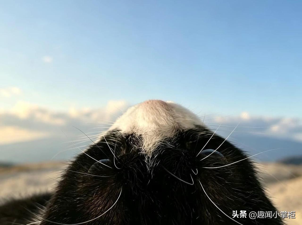 “我看到了真正的富士山”