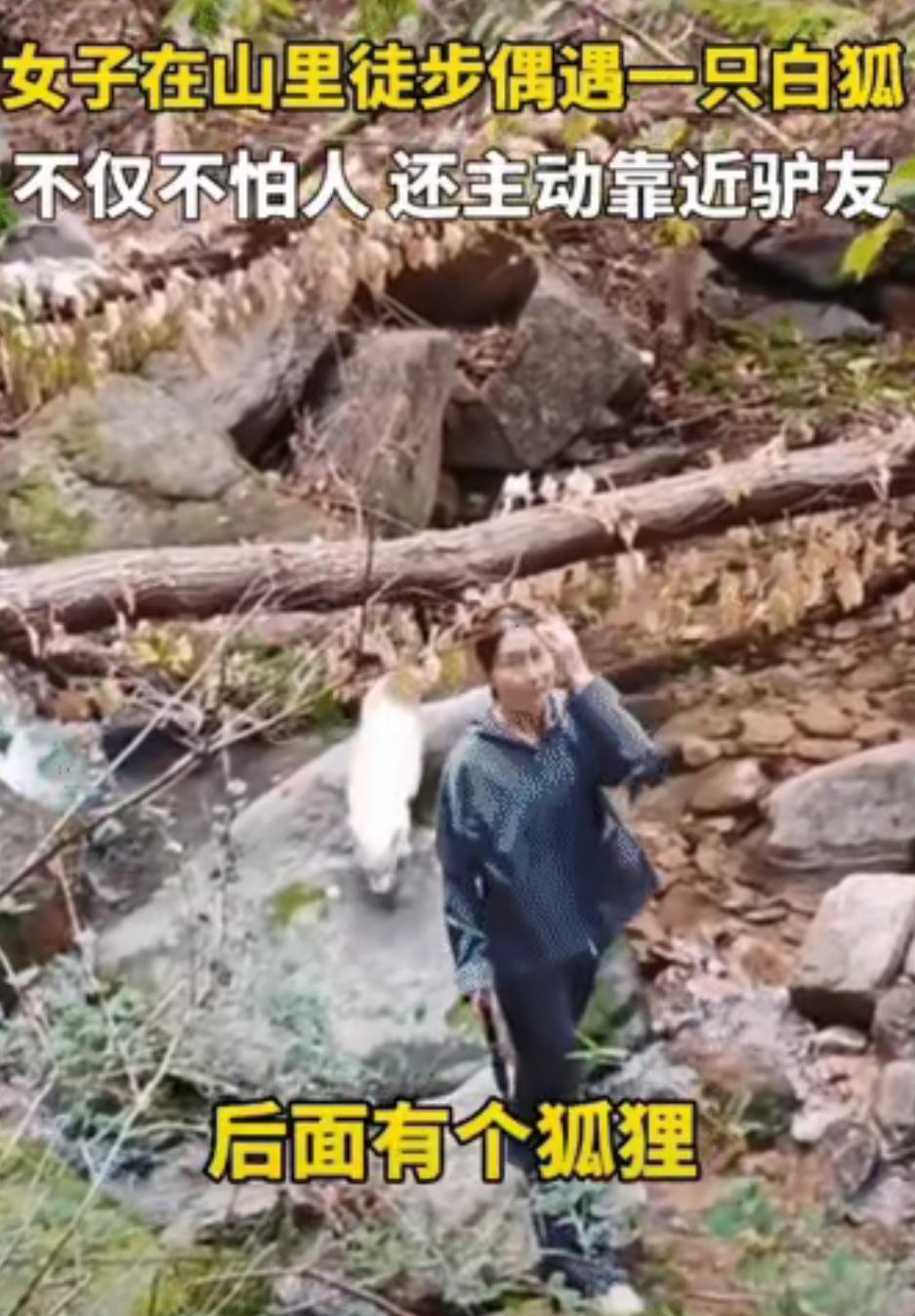 女子爬崂山突遇白狐，仙气刷屏！
        青岛崂山一群游客爬山，遇上了全网