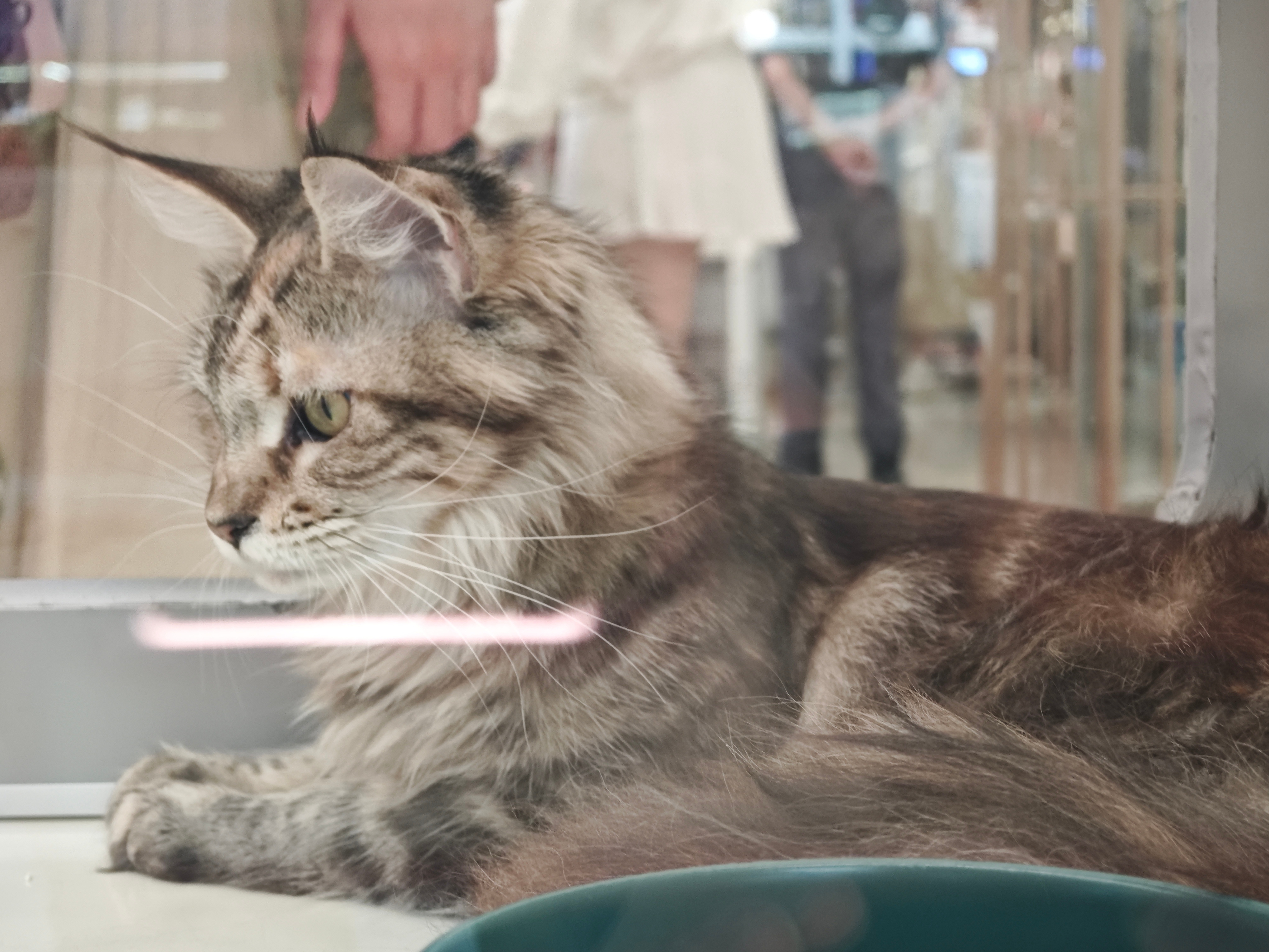 遇到了长得好像猞猁的猫猫哎！尤其是那个聪明毛！！！代了（代了 