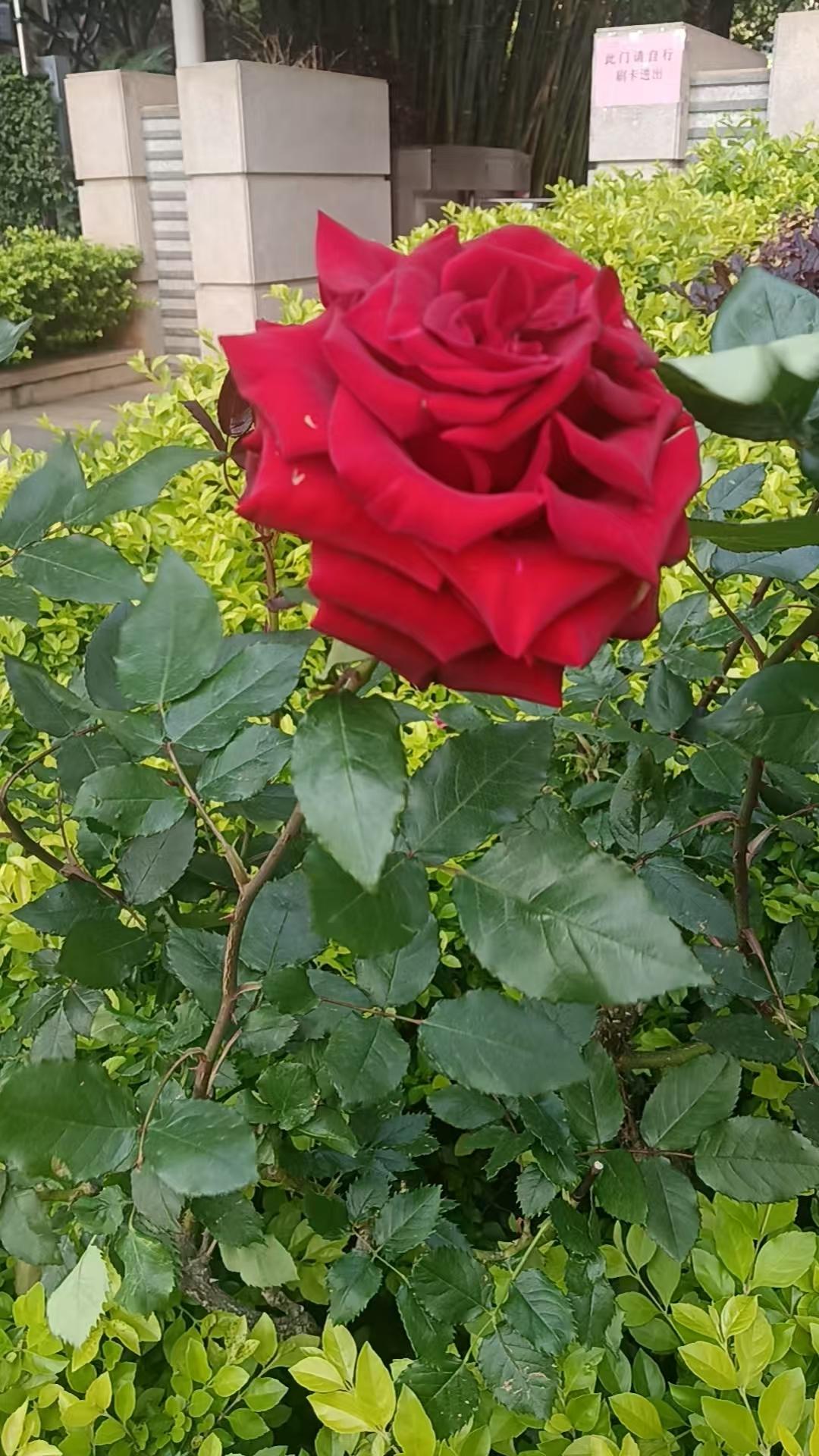 春天是一年中美好的季节，不要辜负好春光。爱自己，多出去走走，多晒太阳，多呼吸新鲜