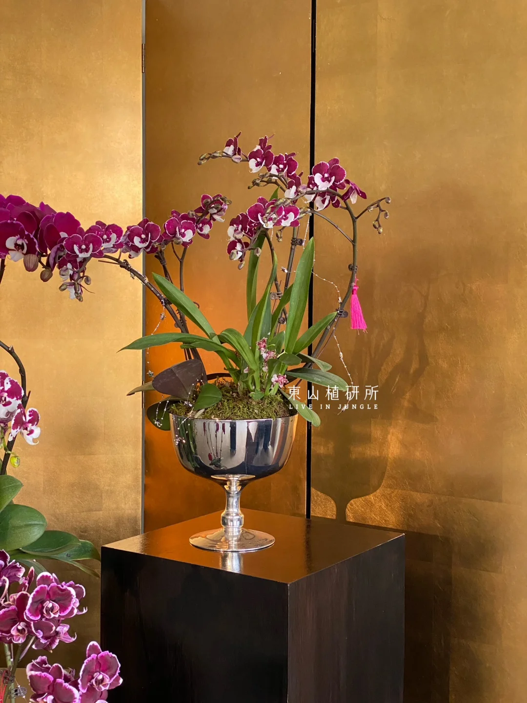 蝴蝶兰｜雅致年宵花