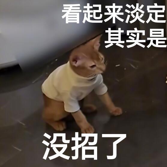 梓渝小十一表情包登上综艺梓渝爱猫小十一表情包惊喜登综艺灵动调皮表情魔性出圈萌力值