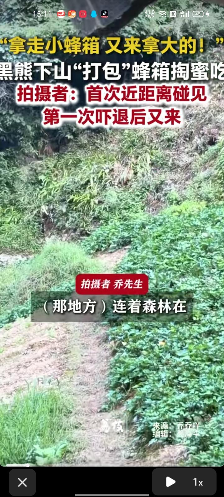 8月9日，宜昌市兴山县。网友发视频称，森林里本来有两桶蜂蜜，没想到有黑熊下山把蜂