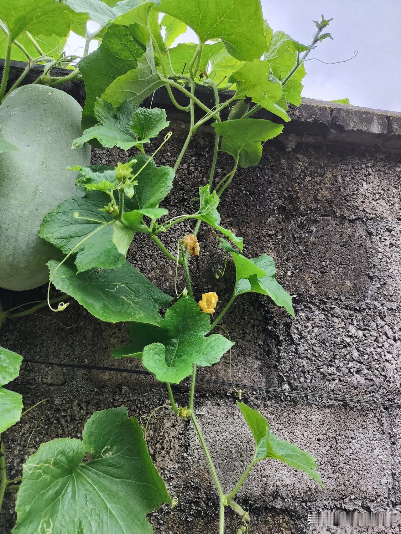 一年多都没清理粉丝了，今天闲着无事，长文也不写了，就去看了一下，发现有十几个以前