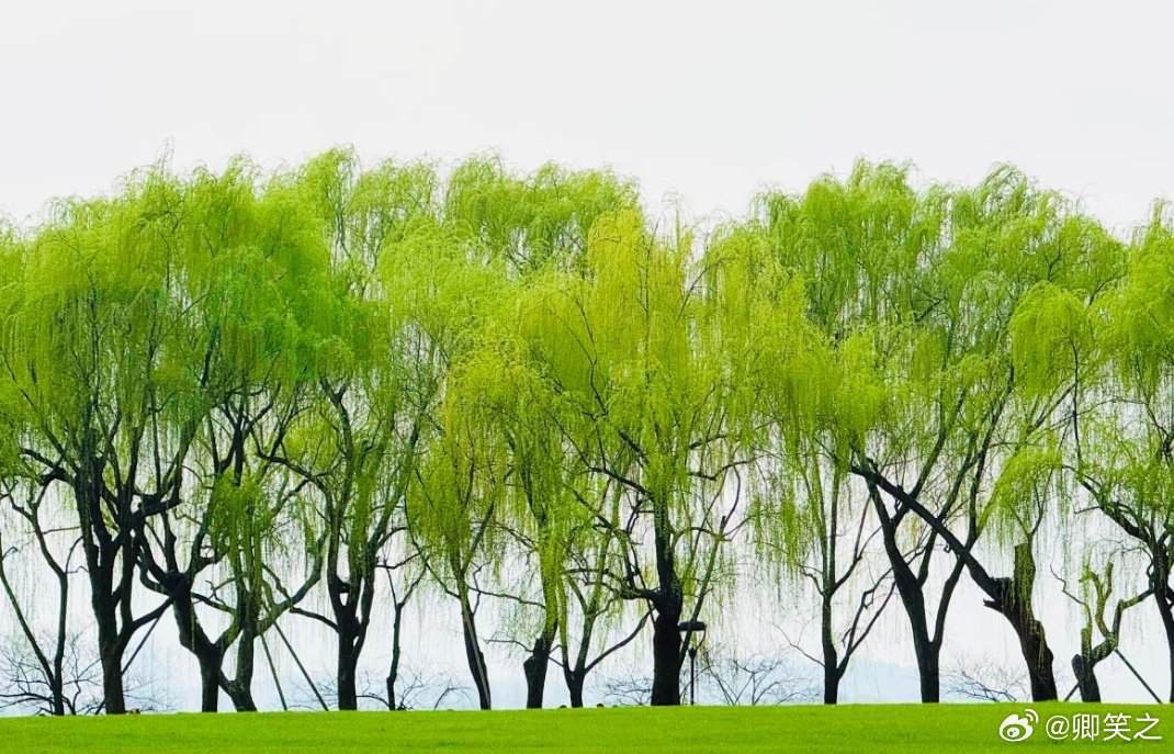 春如线，柳如烟，在风里打了个草稿 