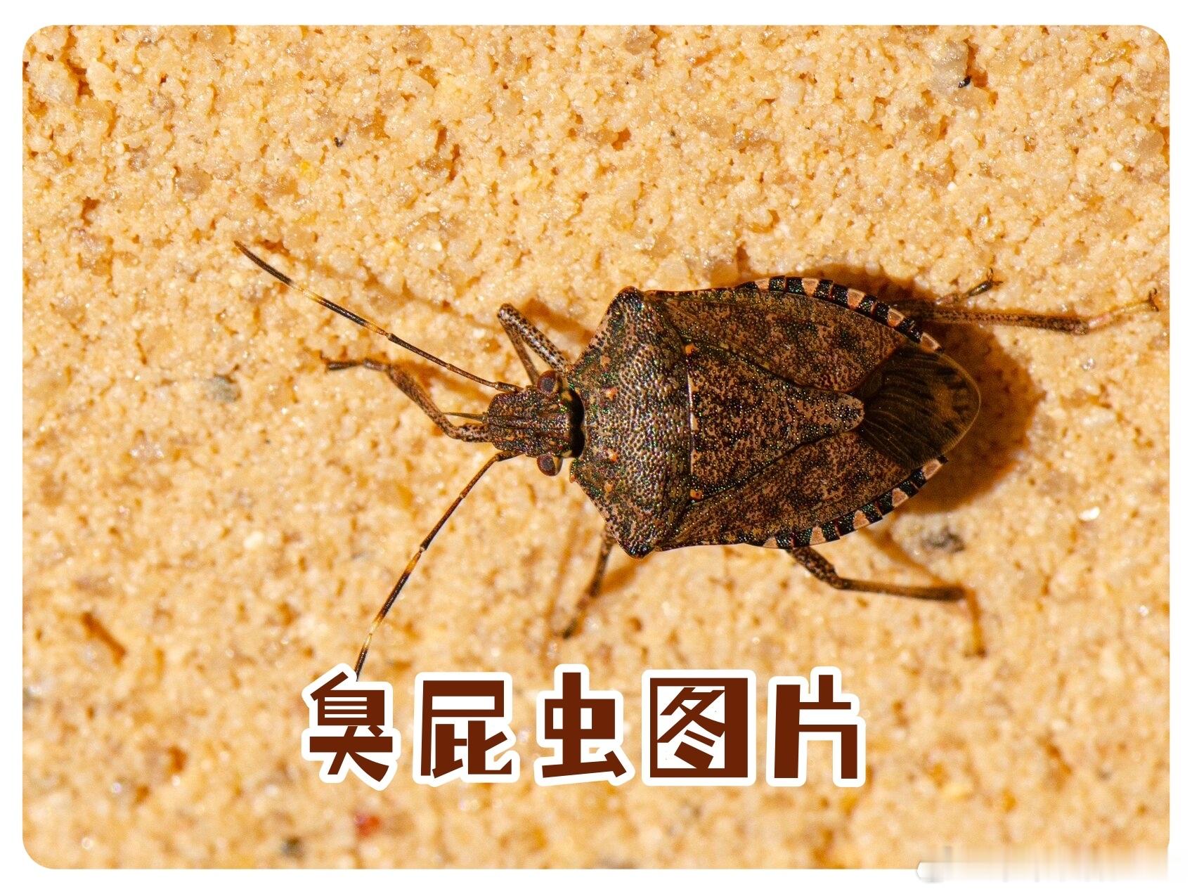 臭屁虫先生觉得自己还有赢的可能，真是够自信 
