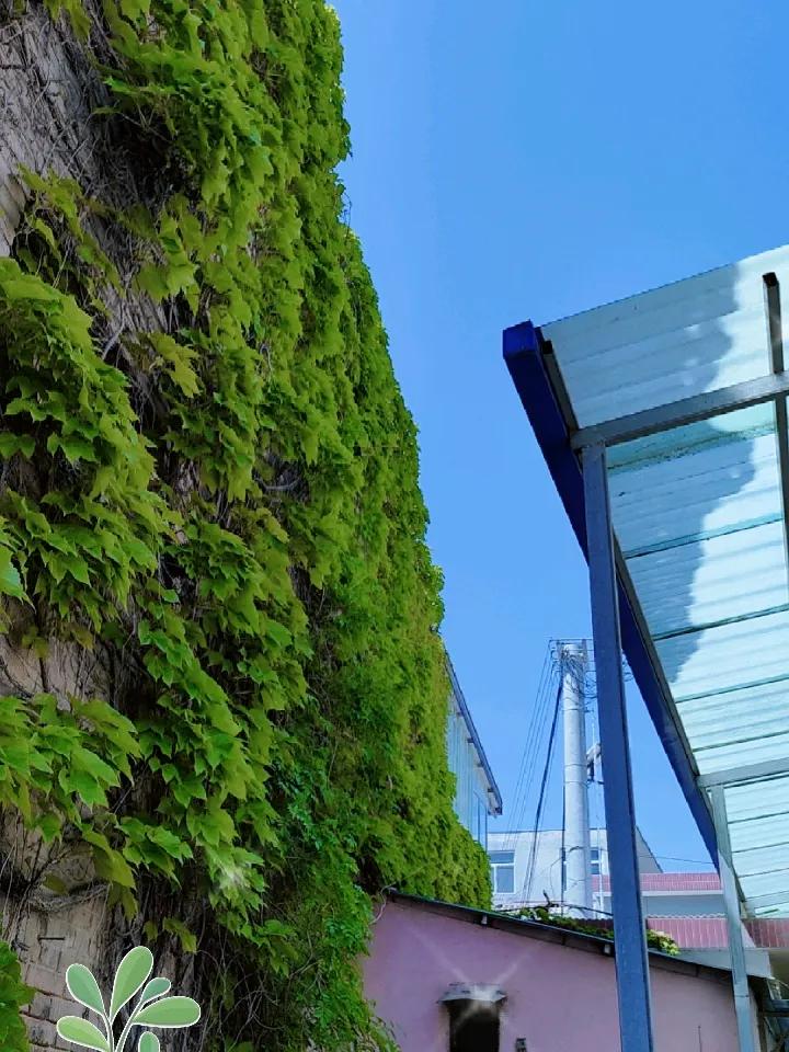 春风染绿老砖墙，满眼都是治愈的生机，日子清淡，万物温柔，慢享人间好春光。