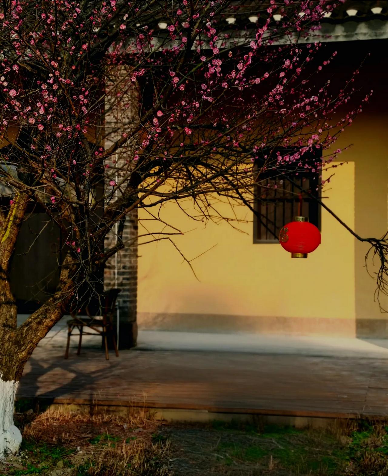 红梅贺新年，春节哪儿去？就去广阳坝寻梅赏油菜花，广阳坝的红梅要谢幕了！当春色落上