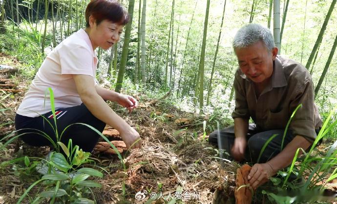衢州衢江种出高山灵芝捧稳生态金饭碗 在衢州衢江区举村乡举村村海拔650米的高山上