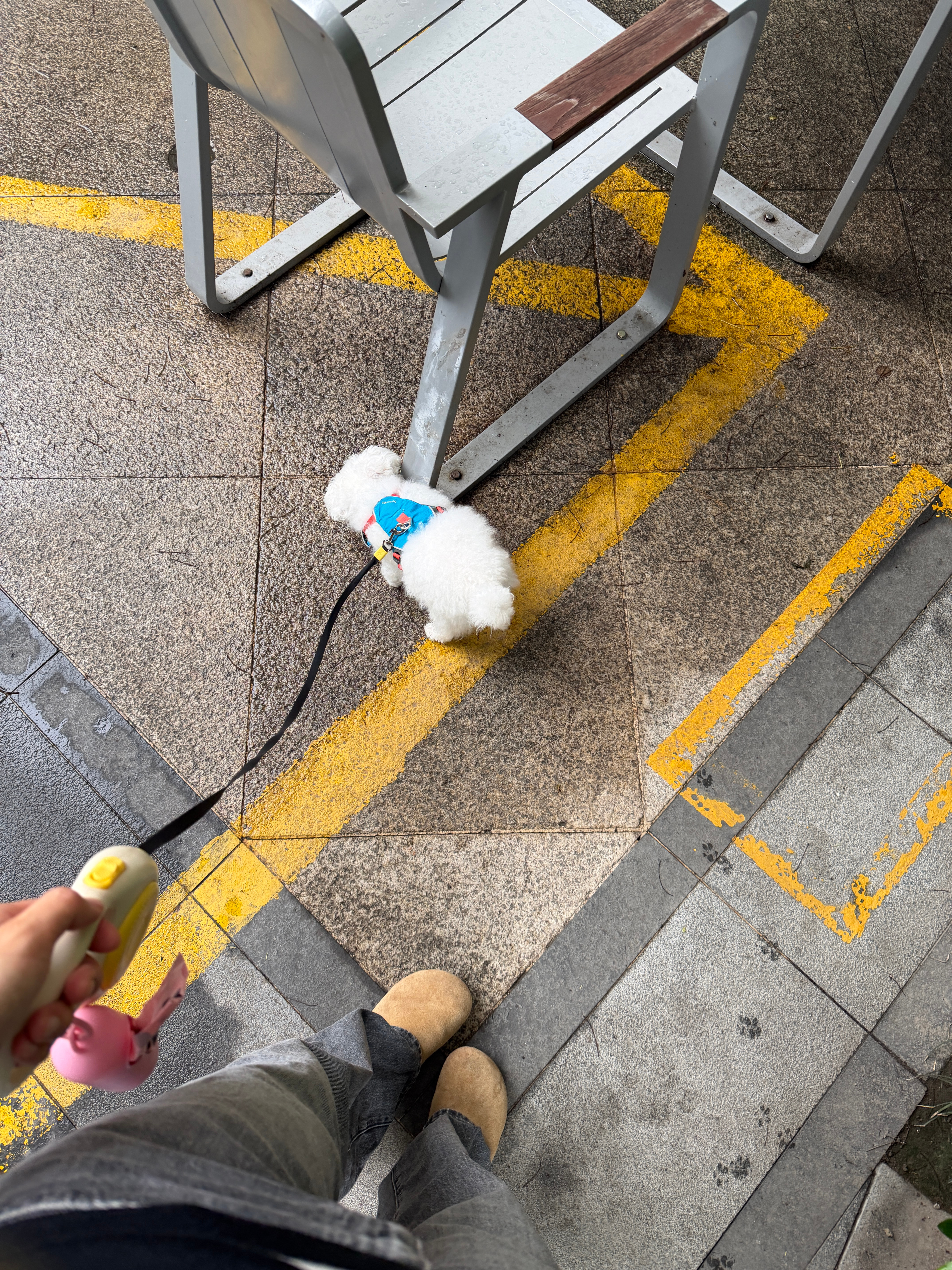 帮秋姐遛她的狗 