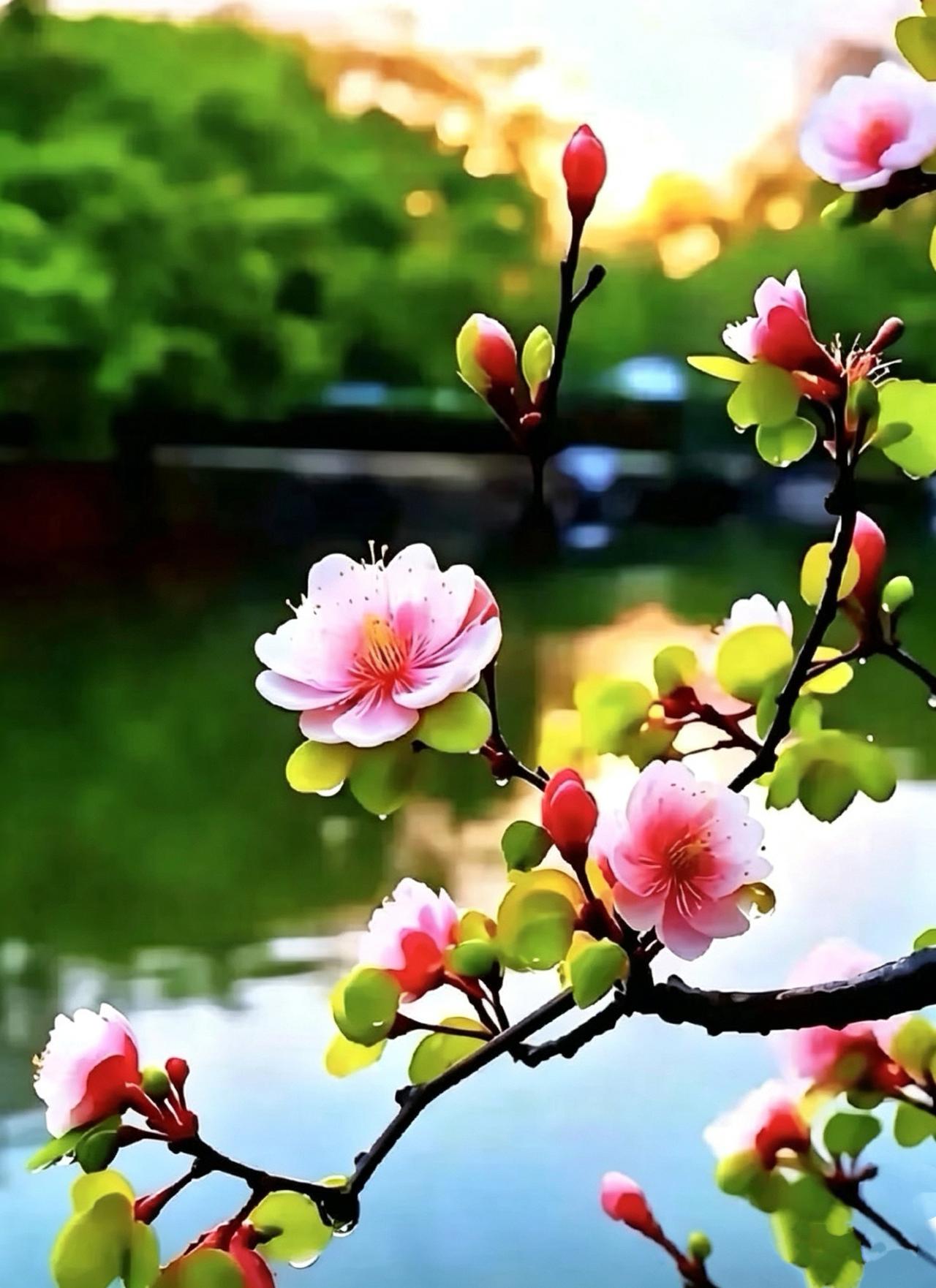 清平乐•春溪花艳
溪光摇玉，
软粉凝香簇。
晓露轻匀枝上馥，
啼鸟惊飞新绿。
凭