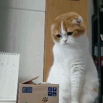 男子闲鱼挂萝卜纸巾猫训练服务 萝卜纸巾猫真的太可爱了，小猫被纸巾圈住的画面像动画