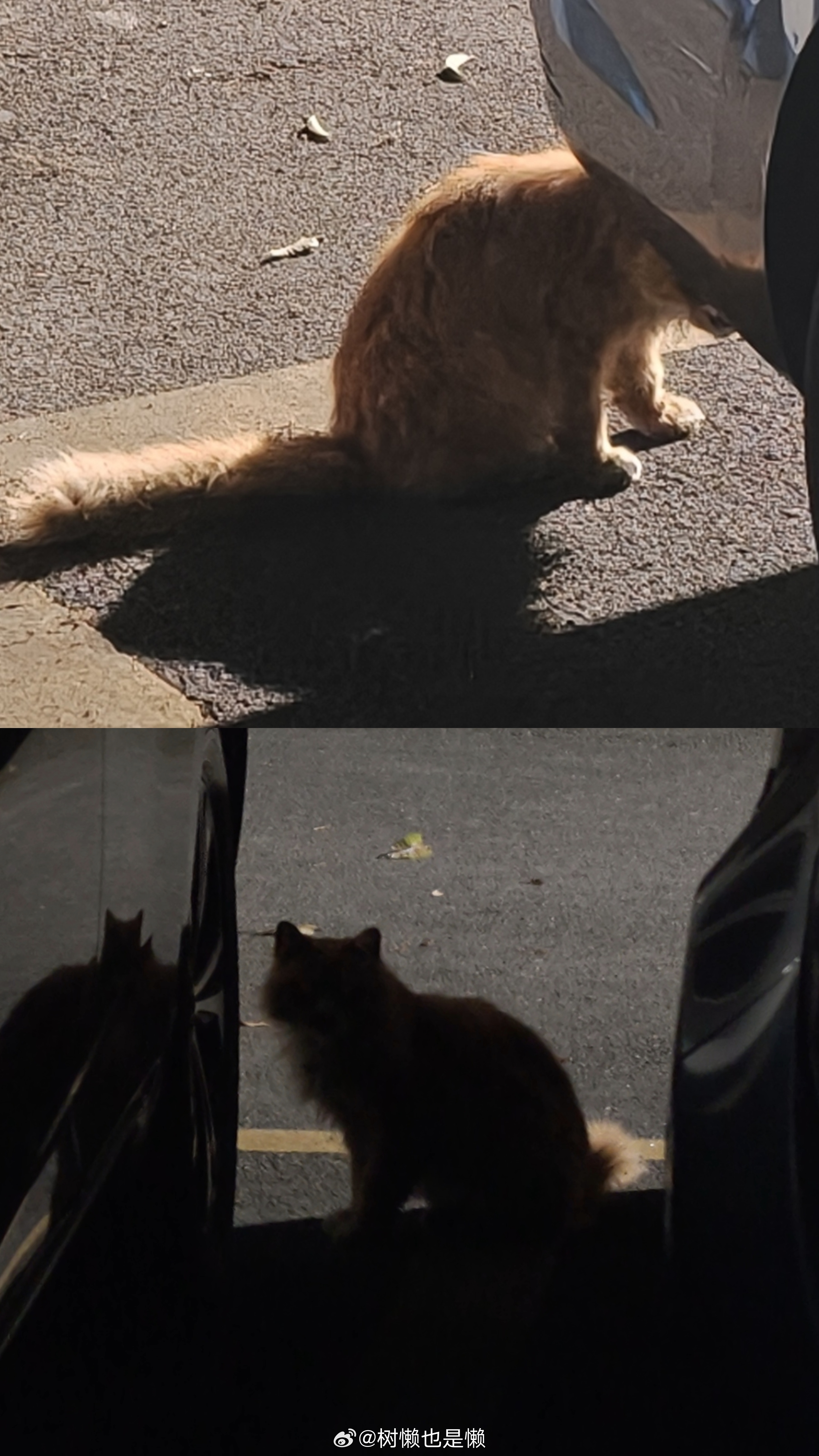 扔垃圾的时候被大橘猫吸引了，结果差点忘记去拿快递最近隔一段时间总是会遇到它，这次